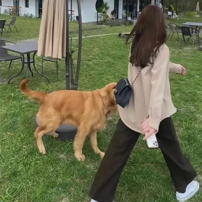 血染的舞鞋海报